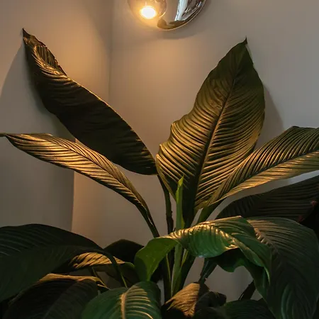 Farm Olive, Casa Jacaranda *